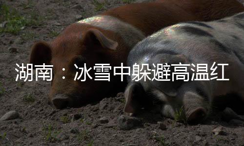 湖南:冰雪中躲避高温红色预警